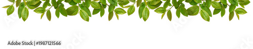 Spring twigs with early gre...