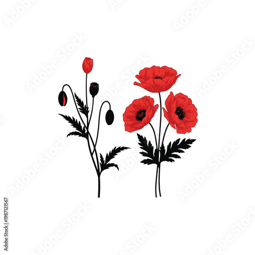 Set of red poppy flowers with buds and leaves botanical illustration blooming