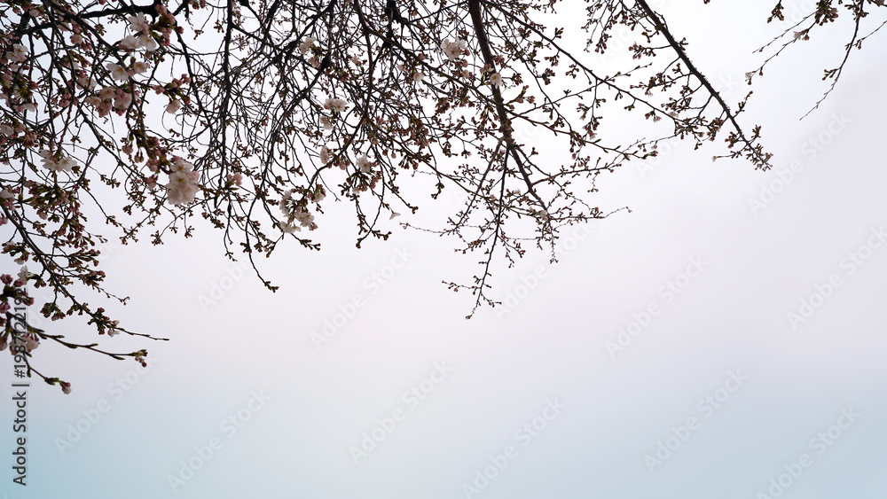 Obraz premium Blooming Sakura Tree Branches in Springtime