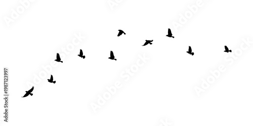 Obraz na plátne birds flock isolated on transparent background png.