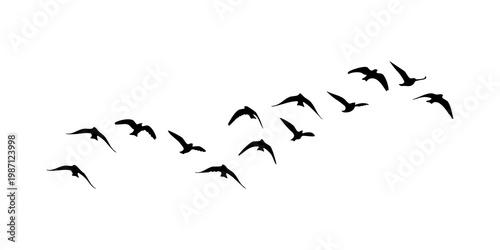 Bild auf Leinwand flock of birds isolated on transparent background, black birds flock on transpar