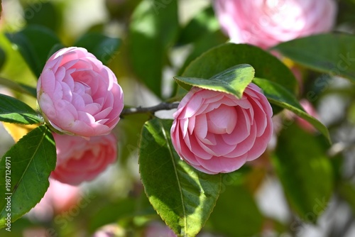 千重咲きの乙女椿の花