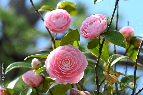 千重咲きの乙女椿の花