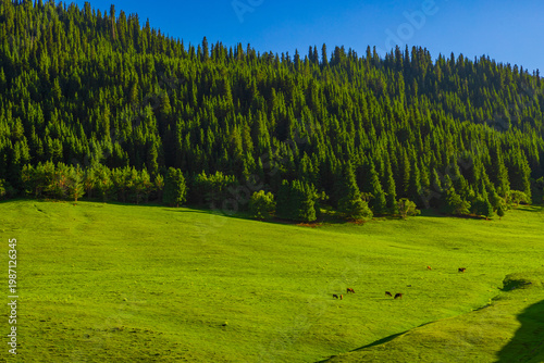 Cattle grazing in mountainous landscape with evergreen forest