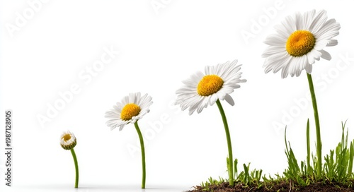 Growth stages of daisies with a transparent background