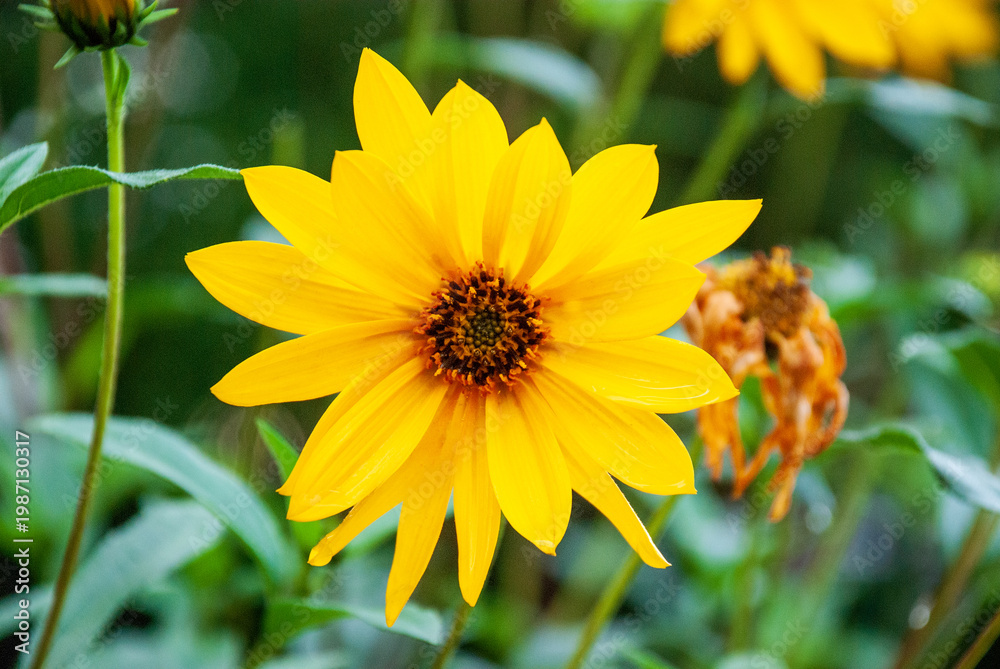 Fototapeta premium Bright Yellow Flower Blooming in Garden Nature Closeup
