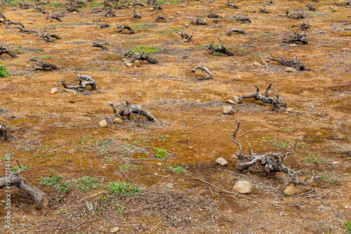 Ancient gnarly grapevines in a rustic vineyard on the volcanic soil of La Gomera, traditional viticulture and wine production on the Canary Islands, arid agricultural landscape