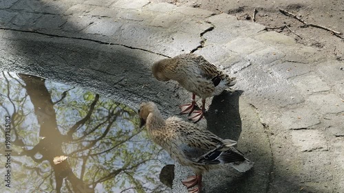Ducks drinking water from a puddle near a pathway in a park on a sunny day