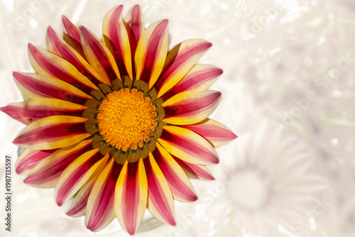 Colorful gazania flower with copy space on soft background