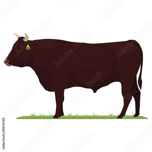 Beef cattle livestock stock vector illustration