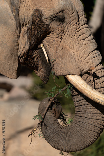 Close up of African elephant eating tree branch
