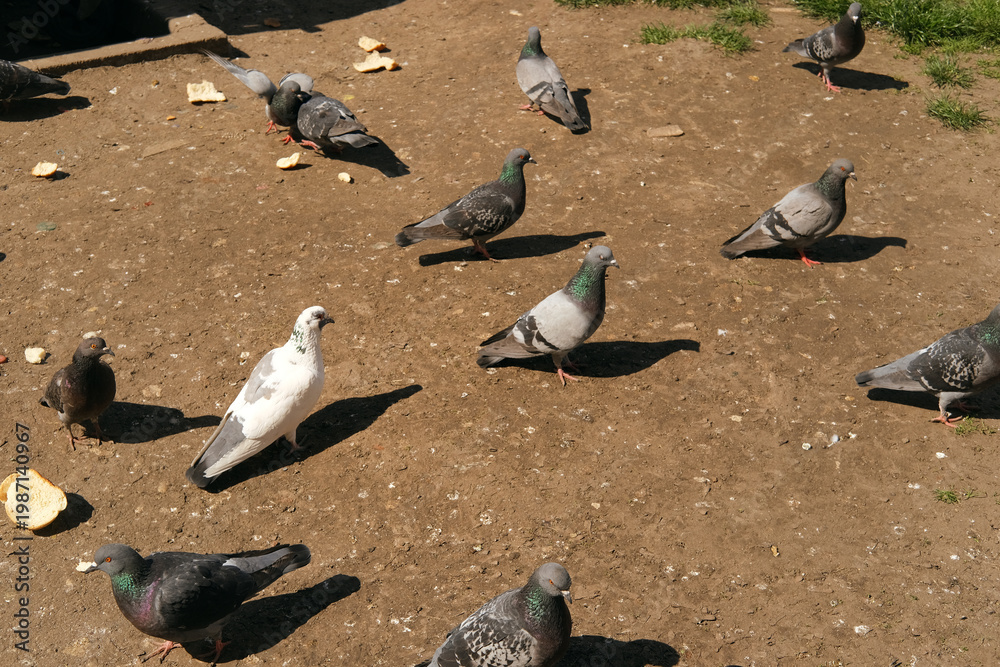 Fototapeta premium Pigeons, birds, ground, outdoor, feeding, bread, plaza, daylight, urban, wildlife flock peck at scattered crumbs on dirt in a calm daytime scene