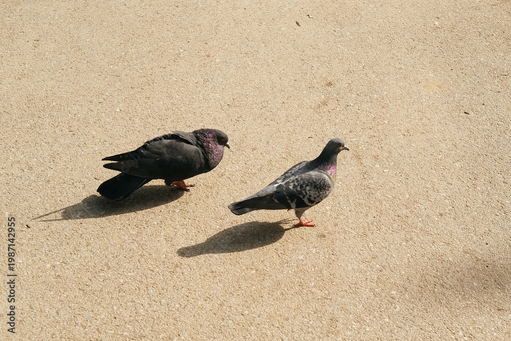 Obraz premium Pigeons, birds, plumage, sand, sunlight, motion, nature, outdoor, wildlife, pair walking on sunlit beach sand, two birds stride across grainy surface with shadows, calm and natural moment