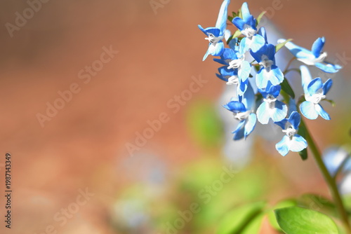 春の陽を浴びるエゾエンゴサク