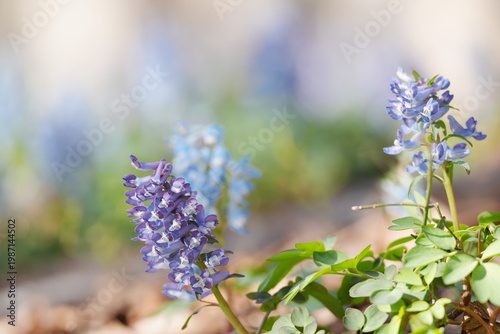 春の陽を浴びるエゾエンゴサク