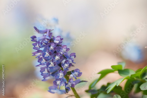 エゾエンゴサク