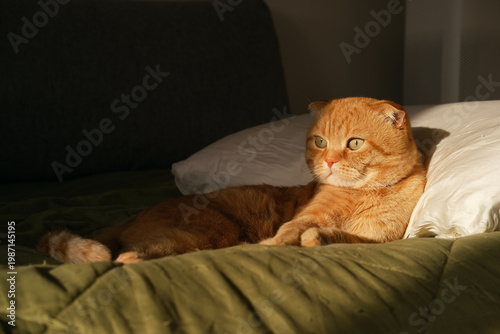 Cat resting on a bed bathed in warm sunlight, orange fur glowing as a domestic pet lounges beside pillows, intimate home moment captured in calm evening light