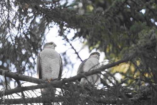 枝に止まるハイタカ