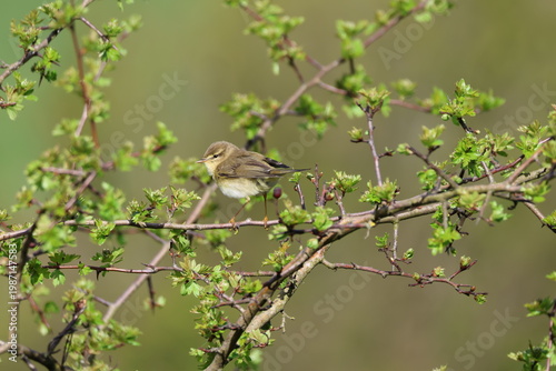 the willow warbler (Phylloscopus trochilus) a much loved summer migrant to the UK