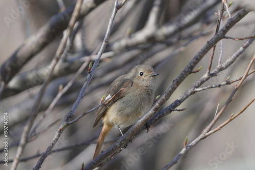 枝に止まるジョウビタキ