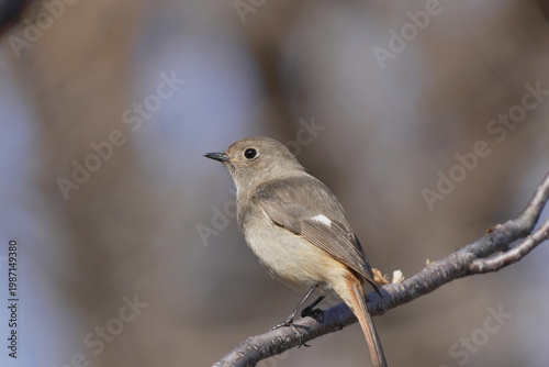 枝に止まるジョウビタキ