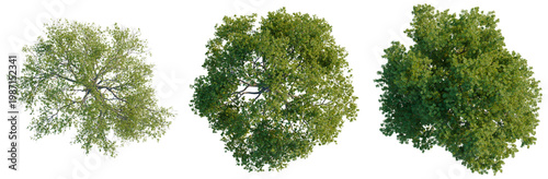 Quadro su tela Collection of three different Sessile Oak trees (Quercus petraea) plan view isolated on black