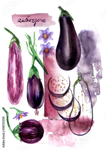 Hand drawn watercolor food illustration. Garden vegetable sketch. Eggplant varieties whole and half cut slice. Food poster.  Culinary recipe ingredient. For food and drink menu