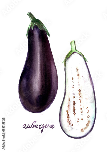 Hand drawn watercolor food illustration. Garden vegetable sketch. Eggplant variaties. Food poster.  Culinary recipe ingredient. For food and drink menu