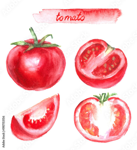Hand drawn watercolor food illustration. Garden vegetable sketch. Tomato varieties whole and half cut slice. Food poster.  Culinary recipe ingredient. For food and drink menu
