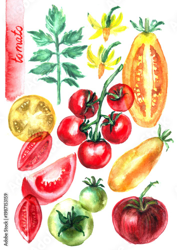 Hand drawn watercolor food illustration. Garden vegetable sketch. Tomato varieties whole and half cut slice. Food poster.  Culinary recipe ingredient. For food and drink menu