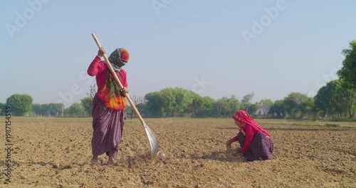 Indian villager lady woman wear saree cover head use farm rake dry tilled soil residue land early stage field rural area Worker senior female sitting on field do work pre sowing day time village place