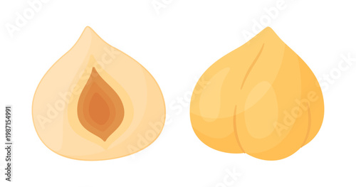 Hazelnut kernels, one whole smooth nut and one vertical cross section half. Hand drawn flat style isolated. For stickers, menus, food icons, confectionery packaging, and healthy recipe blogs