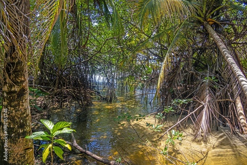Slika na platnu Mangrove forest with roots and water in tropical Panama
