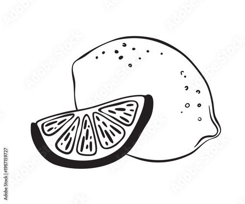 Whole and slice lemon whimsical doodle hand drawn illustration. Citrus tropical fruits. Black outline ink isolated sketch of organic lime for menu, package, cosmetic, textile
