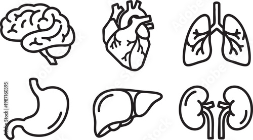 Human Internal Organ Anatomy Line Art Icon Set