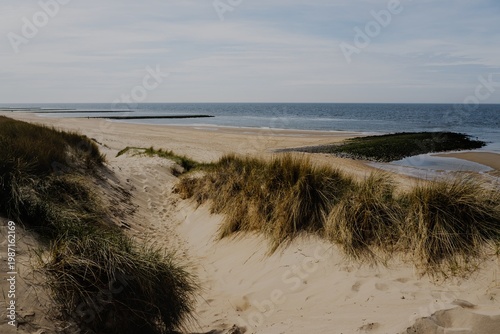 Scenic high-angle view of marram grass on sand dunes overlooking stone groynes and the North Sea beach in Den Helder, Netherlands.