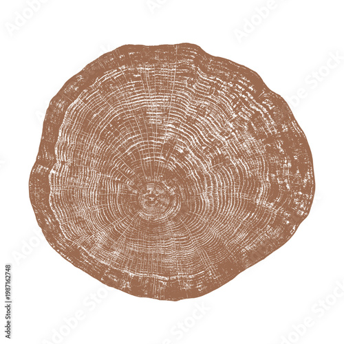 Brown tree stump cross section with concentric ring grain texture