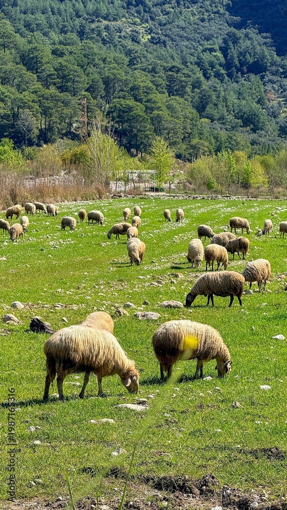 Fototapeta premium Flock of sheep grazing on a green meadow with scattered rocks, forested hills rise in the background, calm rural mood suited for nature and farming themes