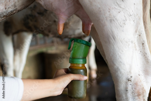 Fotografie Closeup of faceless hand of farmer holding bottle with Povidone iodine on udder