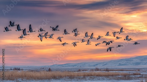 Flock of barnacle geese flying over Arctic tundra at sunrise with pastel sky and low horizon light, showcasing seasonal migration in panoramic view