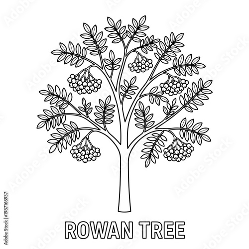 Detailed Black and White Illustration of a Rowan Tree with Berries.