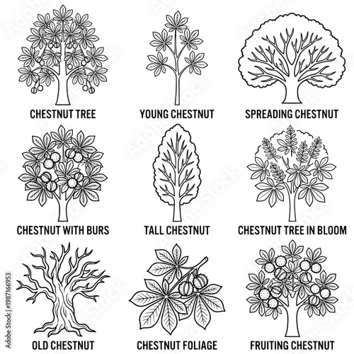 Detailed Black and White Illustrations of Chestnut Trees and Foliage.