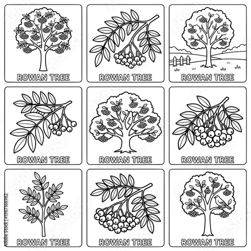 Detailed Black and White Illustrations of Rowan Trees and Berries.