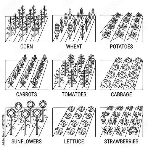 Illustration of Various Crops Growing in Organized Garden Rows.