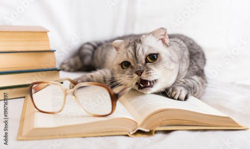 Foto Playful scottish fold cat gnawing eyeglasses lying on open book