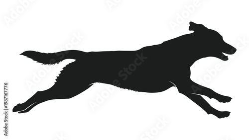 Silhouetted labrador retriever in full stride appearing to run or leap forward