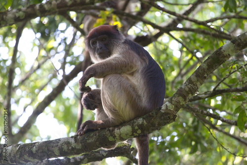 Photography A red colobus monkey resting on a tree branch in a lush Ugandan forest