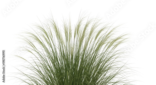 Bushy green grass with fine blades fanning out as isolated element