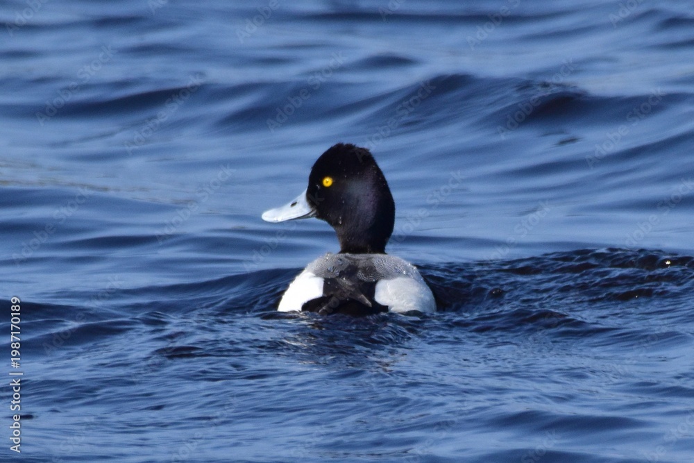 Fototapeta premium Waterfowl at the waatewater