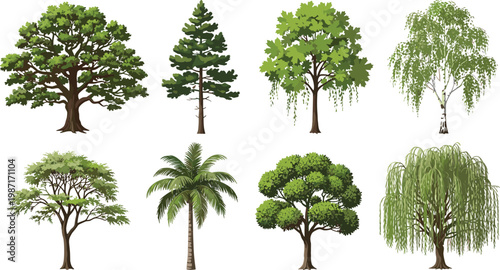 A collection of diverse tree illustrations showcases various species including deciduous coniferous and tropical varieties against a white background high quality professional detailed